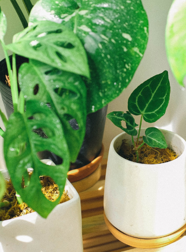 Chattel Houses - Island Decor_ How to Bring the Caribbean Into Your Home