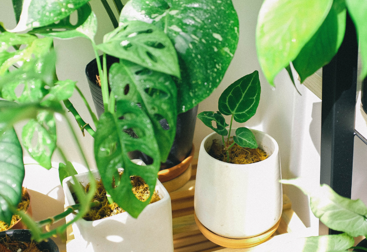 Chattel Houses - Island Decor_ How to Bring the Caribbean Into Your Home
