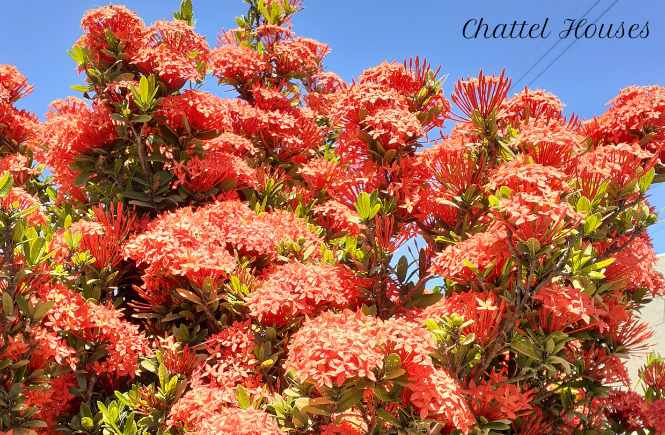 Chattel Houses - Jumpstart Your Tropical Garden By Planting These Colourful Blooming Shrubs 1