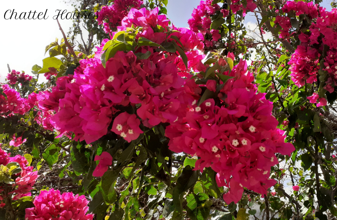 Chattel Houses - Jumpstart Your Tropical Garden By Planting These Colourful Blooming Shrubs 3