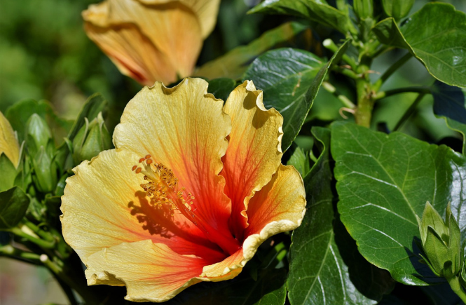 Chattel Houses - Jumpstart Your Tropical Garden By Planting These Colourful Blooming Shrubs 4