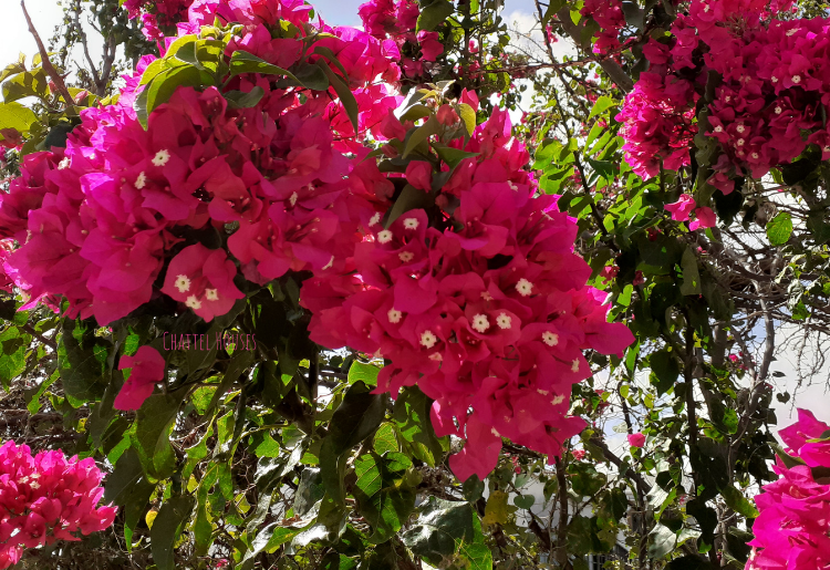 Chattel Houses - Jumpstart Your Tropical Garden By Planting These Colourful Blooming Shrubs - Featured